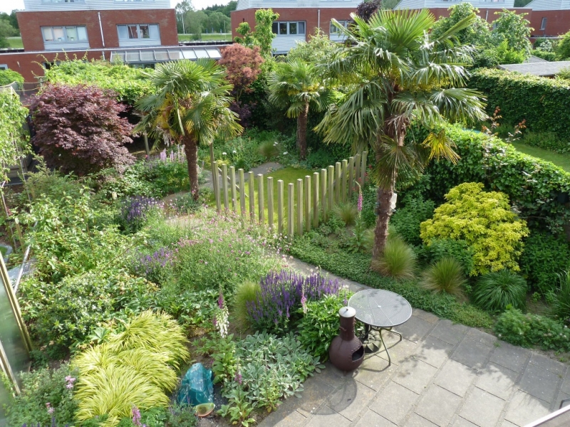 winterharde palmboom in tuin exotische tuin met palmbomen vicas tuinontwerpen winterharde palmboom in tuin exotische tuin met palmbomen vicas tuinontwerpen