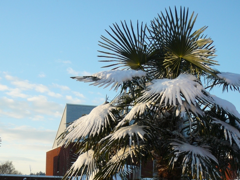 winterharde palmboom in tuin exotische tuin met palmbomen vicas tuinontwerpen winterharde palmboom in tuin exotische tuin met palmbomen vicas tuinontwerpen