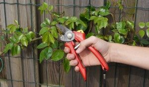 Tuinkalender tuintips tuinonderhoud