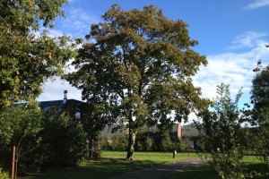 zorginstellingen groen- en terreinbeheer