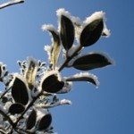 tuinkalender januari - foto Vicas Tuinontwerpen