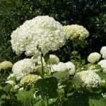 tuinkalender maart - Hortensia 'Annabelle' snoeien