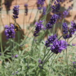 tuinkalender maart - lavendel snoeien - Vicas Tuinontwerpen