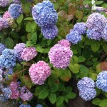 tuinkalender maart - boerenhortensia snoeien