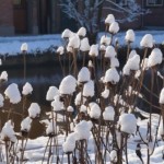 tuinkalender februari - foto Vicas Tuinontwerpen