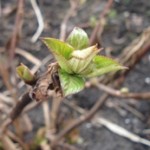 tuinkalender april - foto Vicas Tuinontwerpen