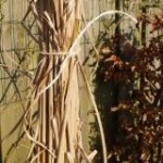 siergras afknippen - tuinkalender maart - Vicas Tuinontwerpen