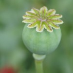 tuinkalender september - foto Vicas Tuinontwerpen