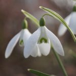 Galanthus nivalis- tuinkalender februari
