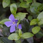 Vinca minor