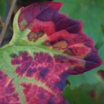 tuinkalender september - foto Vicas Tuinontwerpen