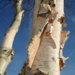 Betula papyrifera - tuinkalender november - Vicas Tuinontwerpen