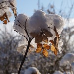 hortensia met sneeuw - tuinkalender januari