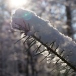 tak met sneeuw - tuinkalender januari