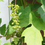 Snoei druiven - tuinkalender juni - foto Vicas Tuinontwerpen
