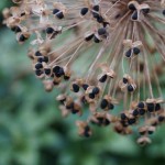 Allium zaden - tuinkalender augustus - onderhoudsarme tuinen