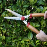 tuinkalender augustus - foto Vicas Tuinontwerpen - onderhoudsarme tuinen