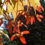 esdoorn - foto Vicas Tuinontwerpen
