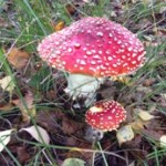 vliegenzwam - foto Vicas Tuinontwerpen