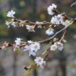 Prunus subhirtella autumnalis - tuinkalender januari - Vicas Tuinontwerpen