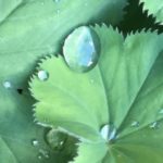wanneer tuinplanten verplaatsen Alchemilla mollis - vrouwenmantel - tuinkalender Vicas Tuinontwerpen