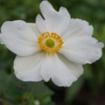 Anemone 'Honorine Jobert' - herfstanemoon - tuinkalender oktober