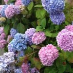 hortensia weer blauw kleuren Tuinkalender oktober - Vicas Tuinontwerpen