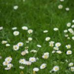 gazon onderhoud maaien tuinkalender oktober - Vicas Tuinontwerpen