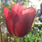 wanneer tulpen planten rode tulp - tuinkalender oktober