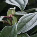Viburnum davidii - tuinkalender Vicas Tuinontwerpen