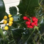 hulst - Ilex aquifolium - tuinkalender Vicas Tuinontwerpen