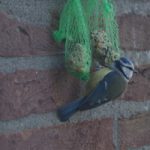 Vogels voeren - tuinkalender januari