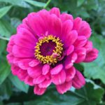 Dahlia opgraven Dahlia's uitgraven en overwinteren - tuinkalender oktober