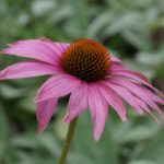 onderhoudsarme tuin - tuinkalender - Vicas Tuinontwerpen