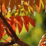 beplanting alle seizoenen mooi Rhus glabra - tuinkalender oktober