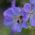 Nieuwspagina Vicas Tuinontwerpen- Bijvriendelijke beplanting Bijvriendelijke beplanting - Duurzame tuinen